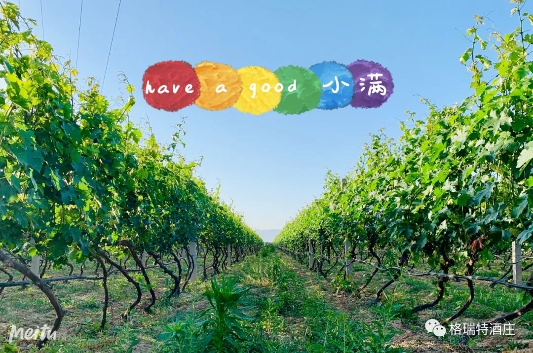 記錄小滿時(shí)節(jié)的酒莊、怎一美字了得！